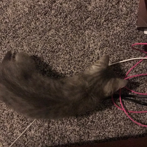 Meet your Posher, Christina - Picture 1 of 1